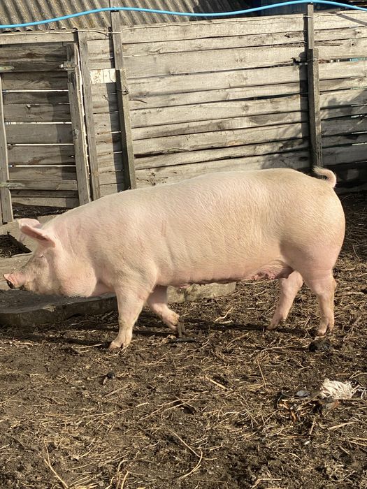 Поросята( 3 породний гібрид) з під ф1 . Та первістки Ф1