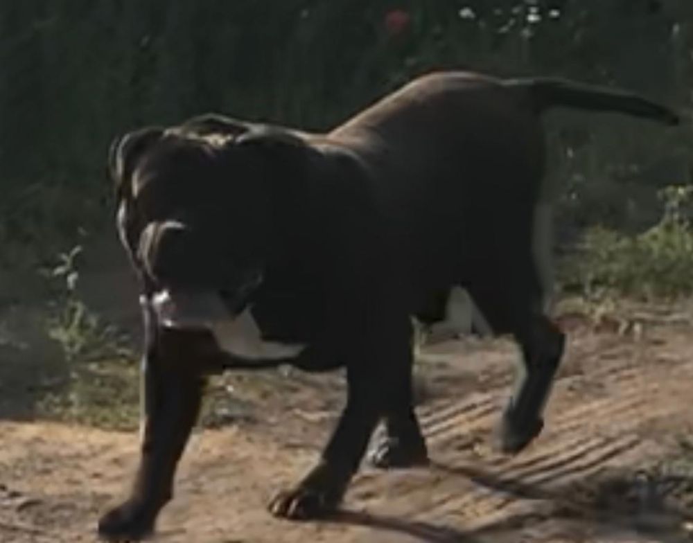 Sprzadam Amerycan Bully