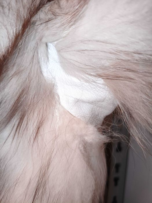 Futro naturalne prawdziwe z lisa srebrnego szarego polarnego vintage