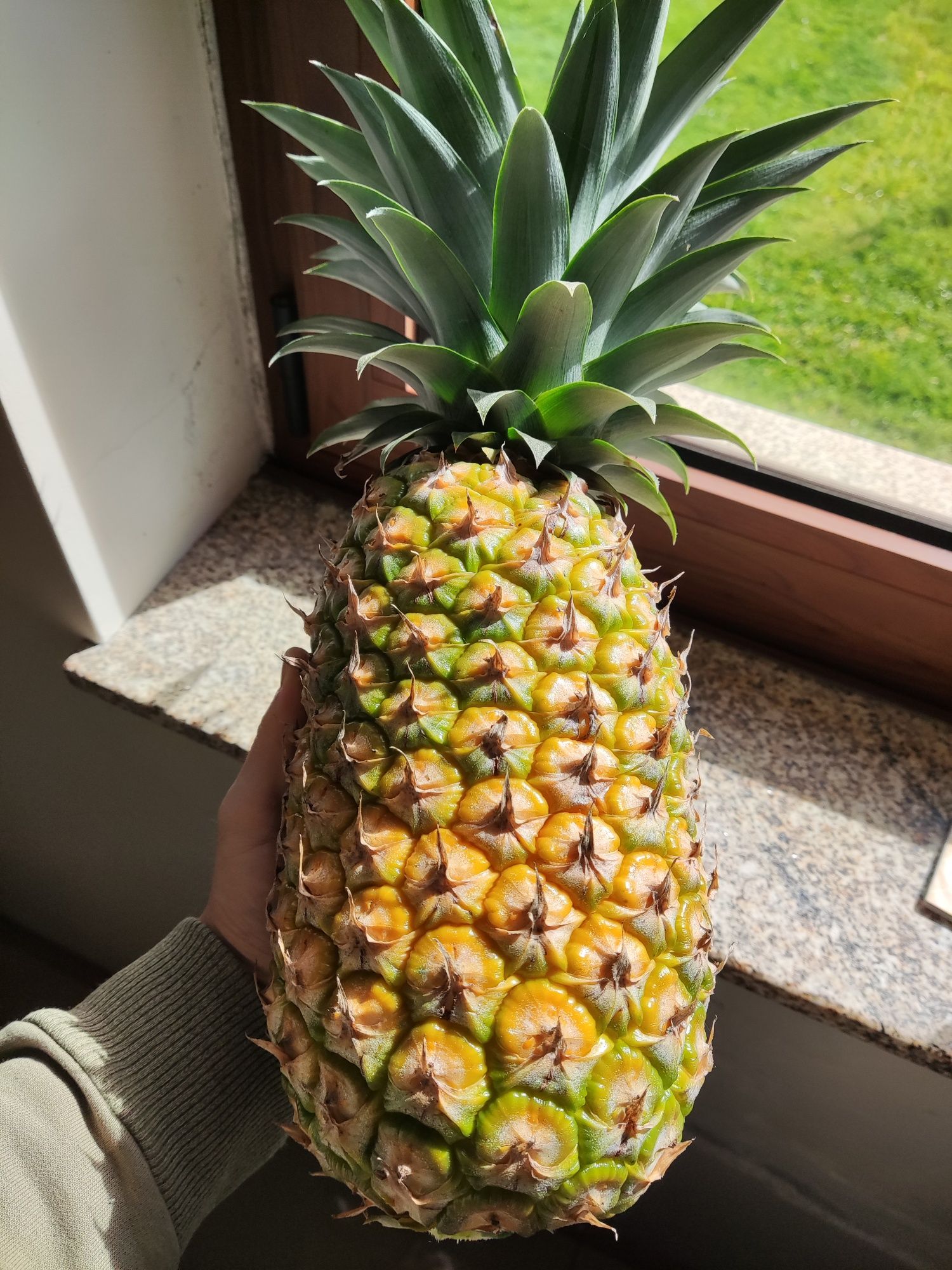 Planta do abacaxi comum (Ananas comosus)