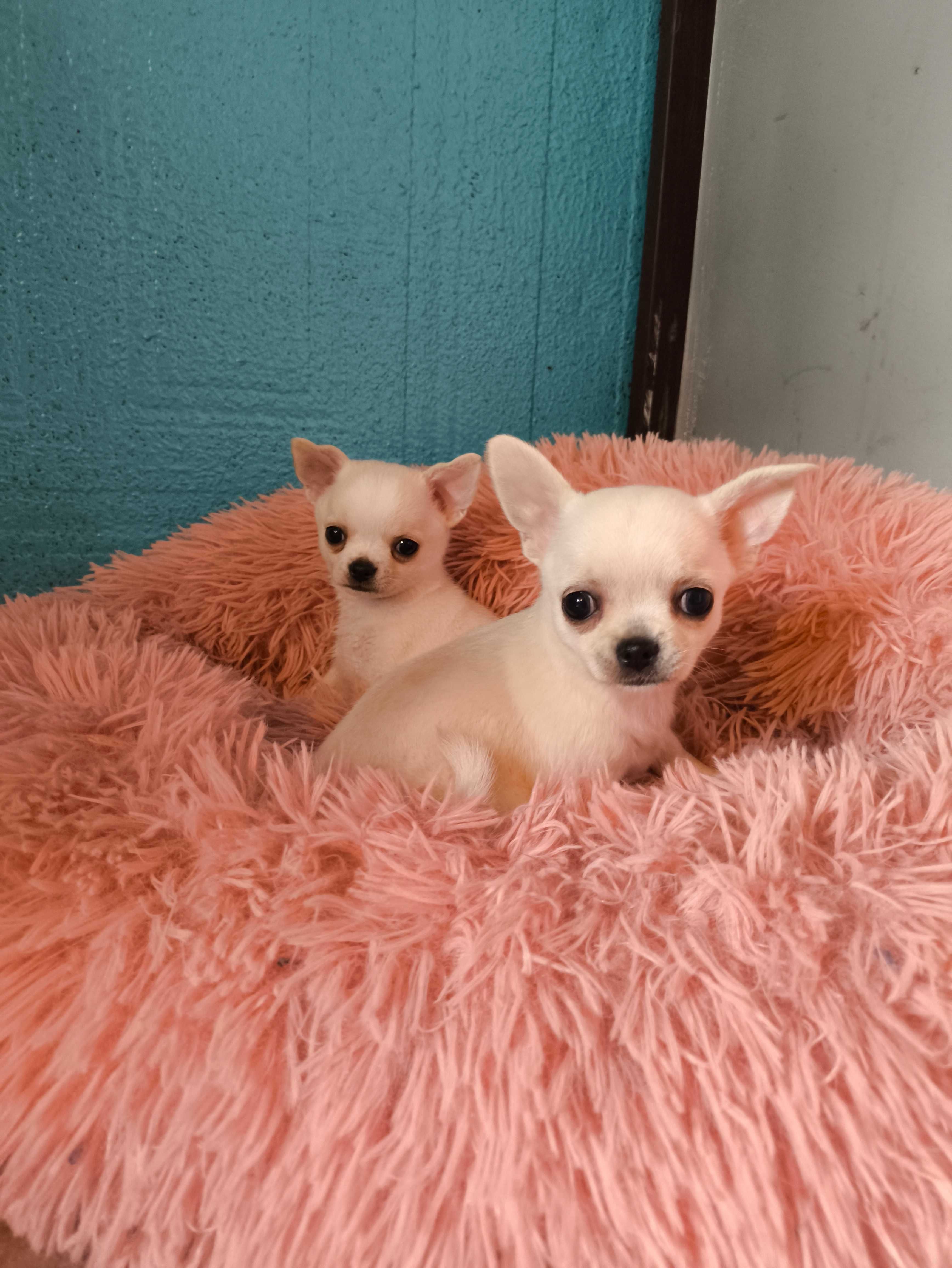 SUCZKA Chihuahua Krótkowłosa po Ch.PL, W-wa