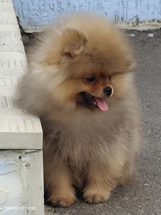 Щенки померанского шпица