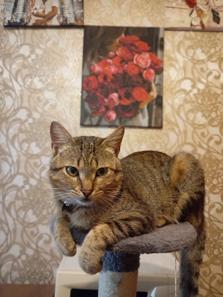 Віддам котика в хороші руки