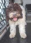 Lagotto Romagnolo piesek