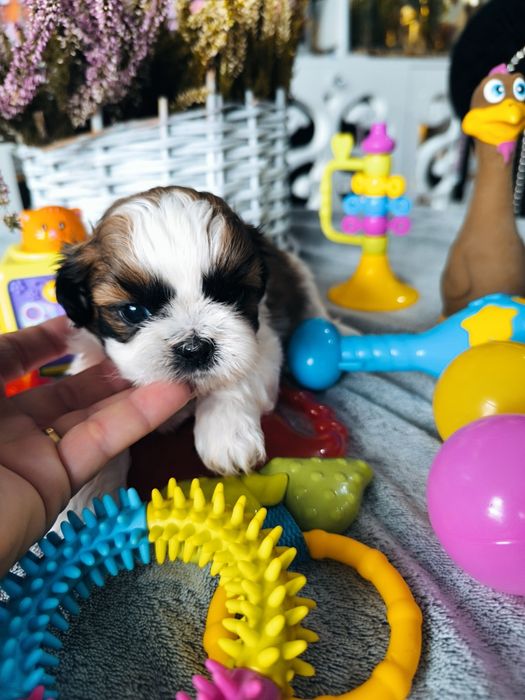 Suczka shih tzu tricolor rodowód chip Rodowód 4 pokoleniowy umowa