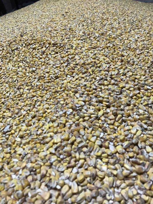 kukurydza po suszarni świeża czysta pszenica