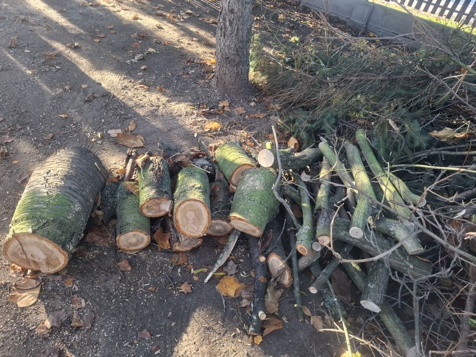 Oddam drewno na opał i gałązki za darmo