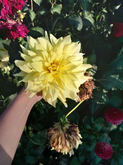 Продам клубні жоржини,  георгину