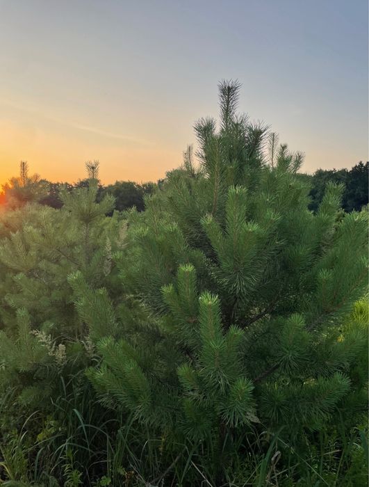 Новогодняя сосна / Одесса