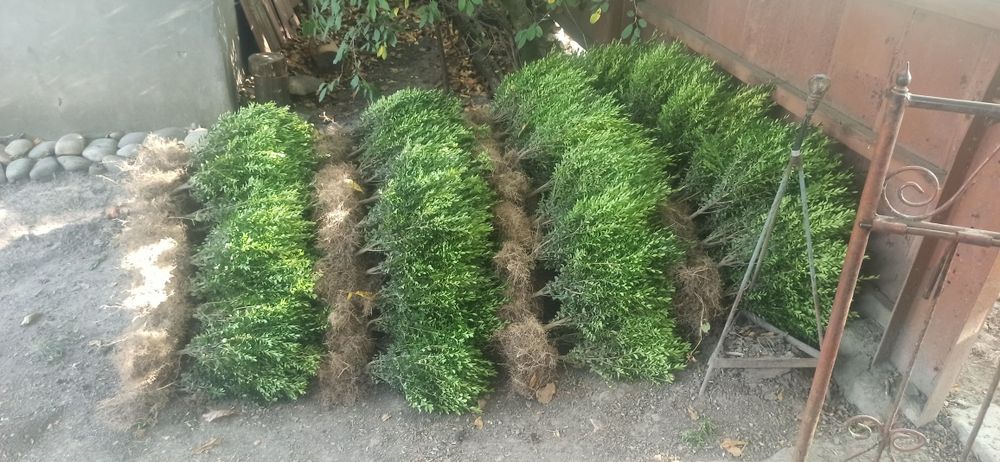 Продам сажанці замшиту.