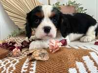 Cavalier King Charles - suczka !!