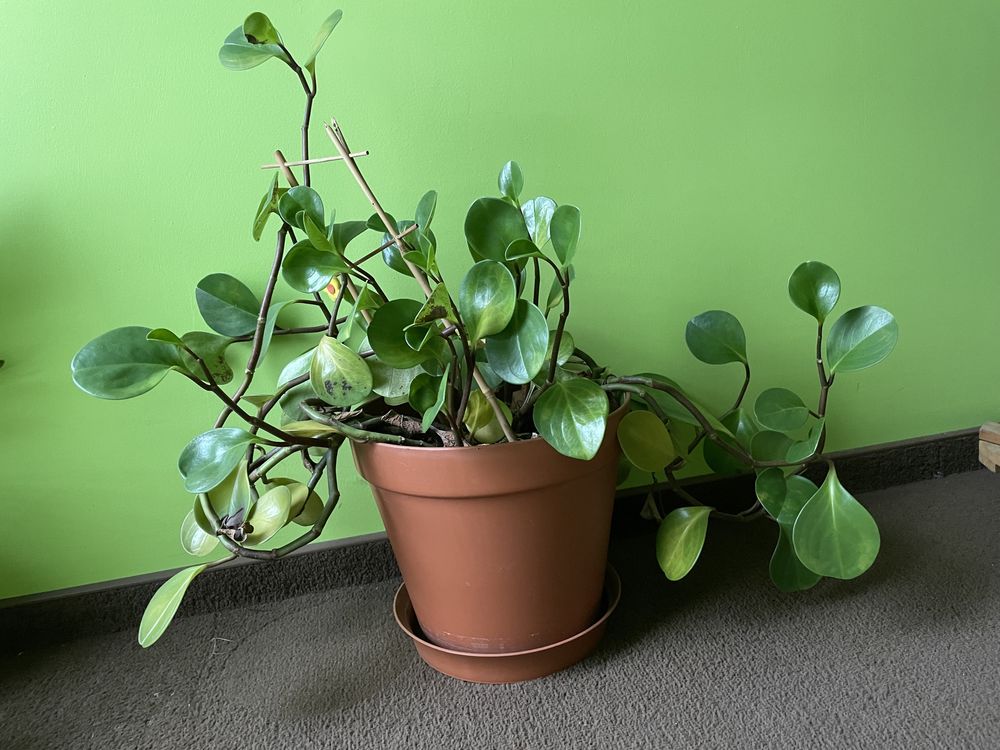 Peperomia Obtusifolia zielona roślina domowa doniczkowa duża