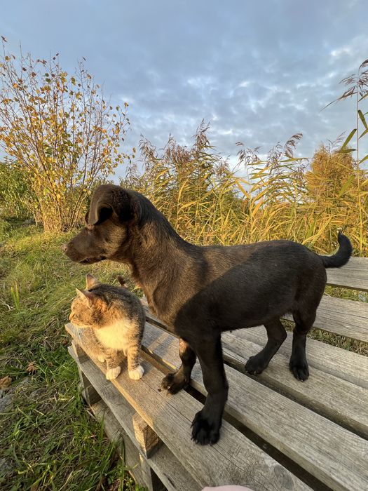 Віддам у добрі руки