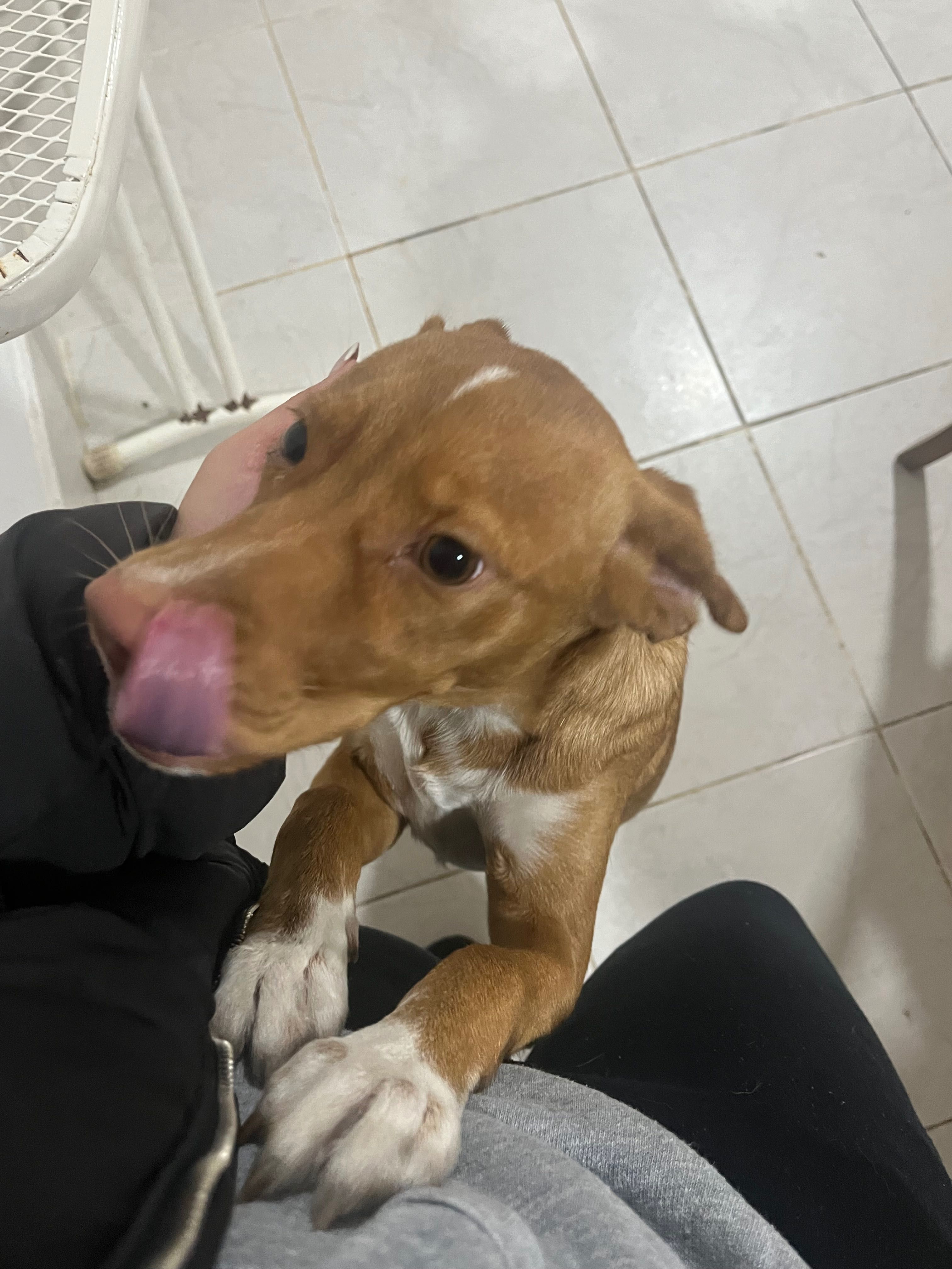 Cadela porte médio adoção responsável