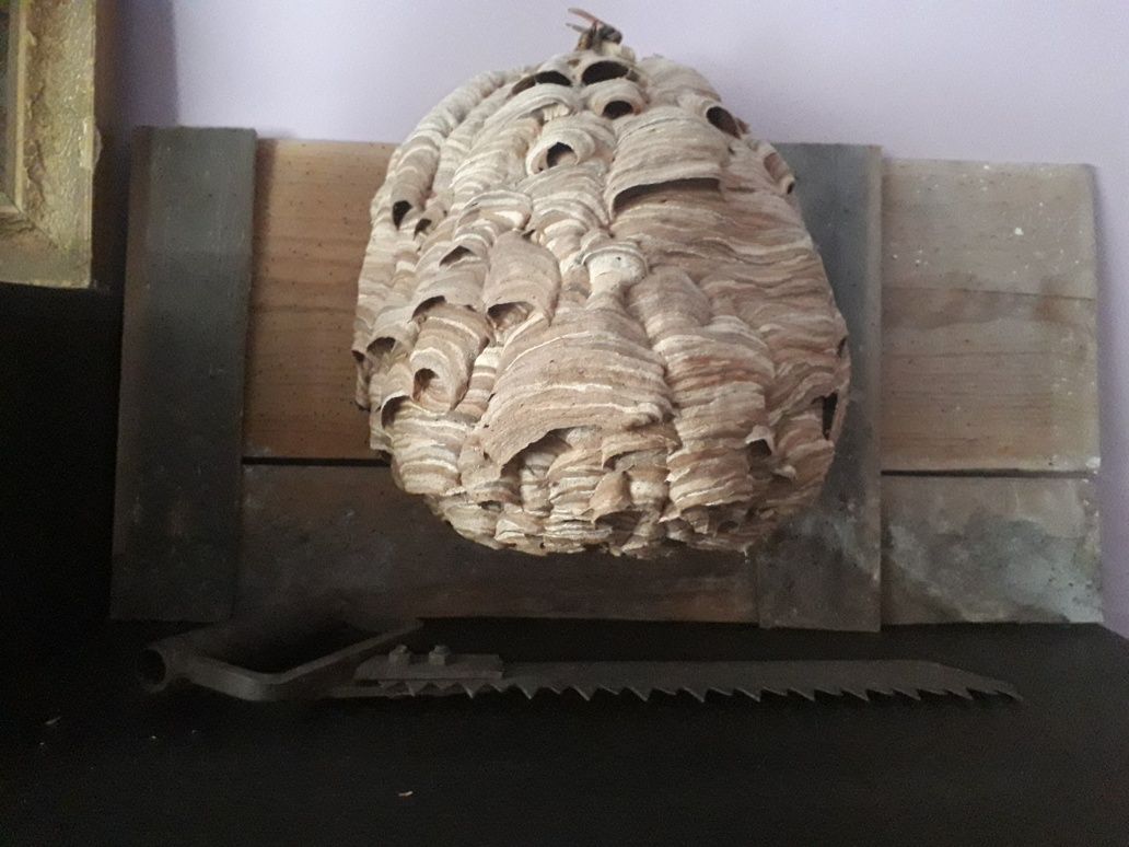 Gniazdo szerszeni