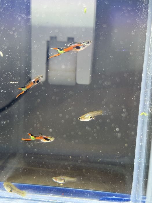 Gupiki Endlera dolne i dwu miecze