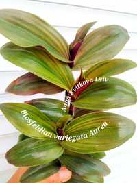 Традесканція  Blosfeldian variegata Aurea