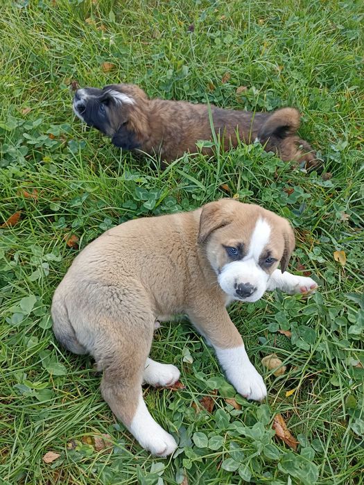 Oddam w dobre ręce, szczeniaki po Bernardynie