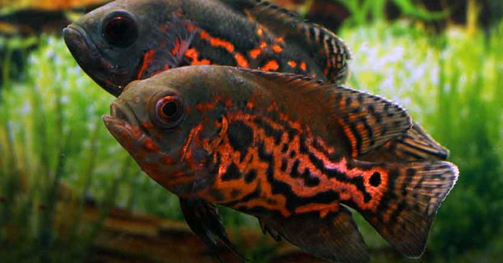 Pielęgnica pawiooka odmiana RED TIGER - Astronotus - dowóz, wysyłka