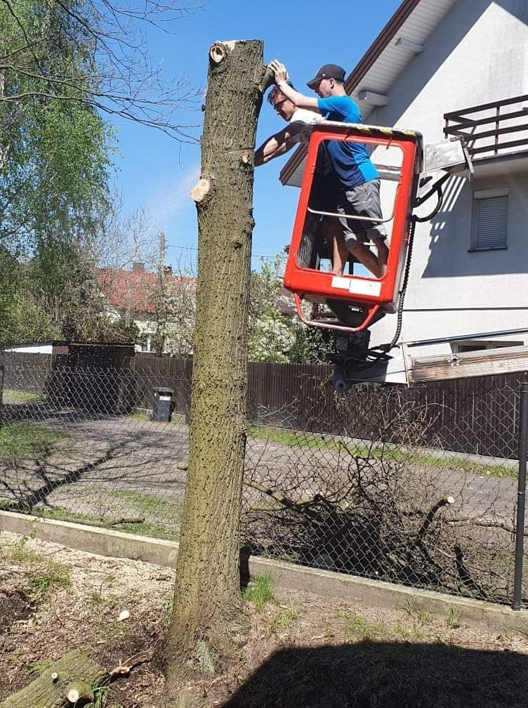 Wycinka i Pielęgnacja drzew LasOgród czyszczenie karczowanie mielenie