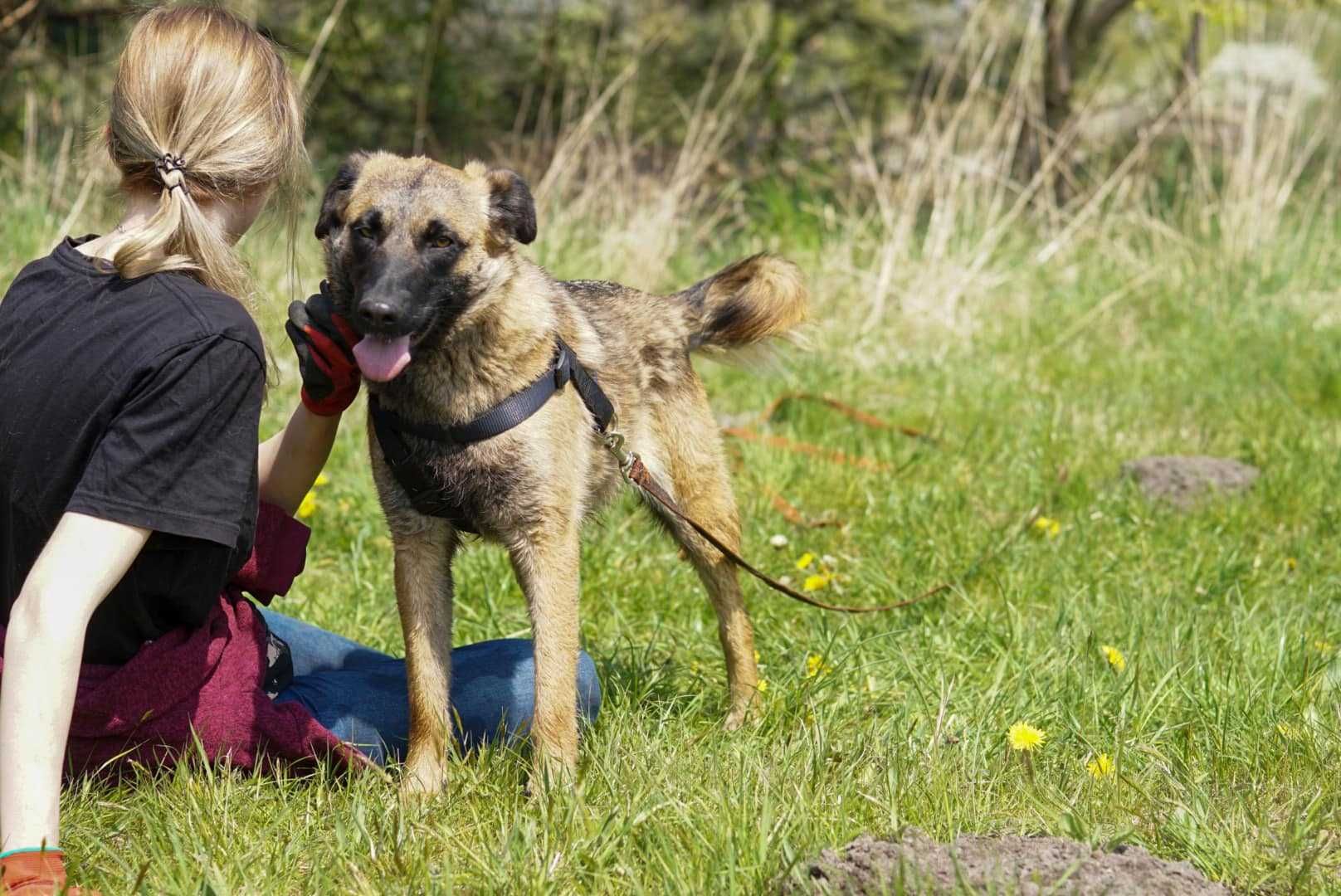 Rajka i Zulka- roczne siostry w typie owczarka belgijskiego do adopcji