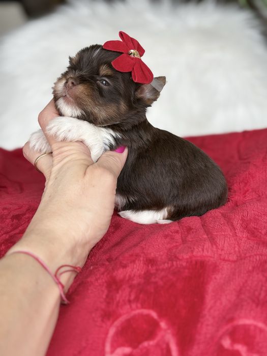 Yorkshire Terrier Biro chlopczyk waga do 2 kg