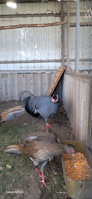 Синій вухатий фазан