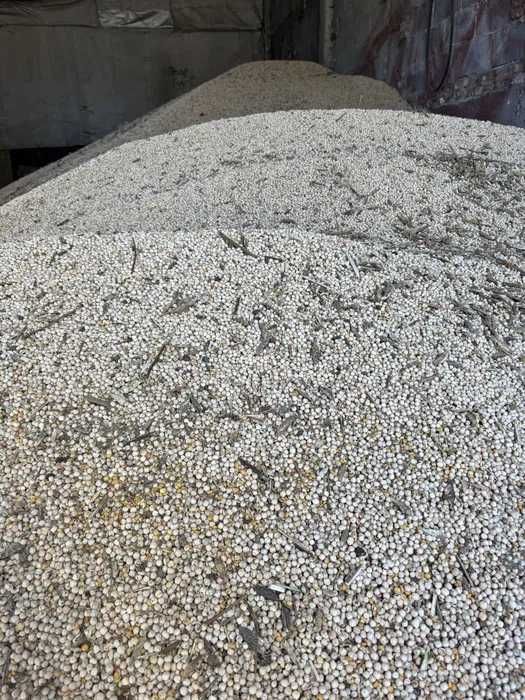 Groch paszowy, bez glifosatu, nie czyszczony.