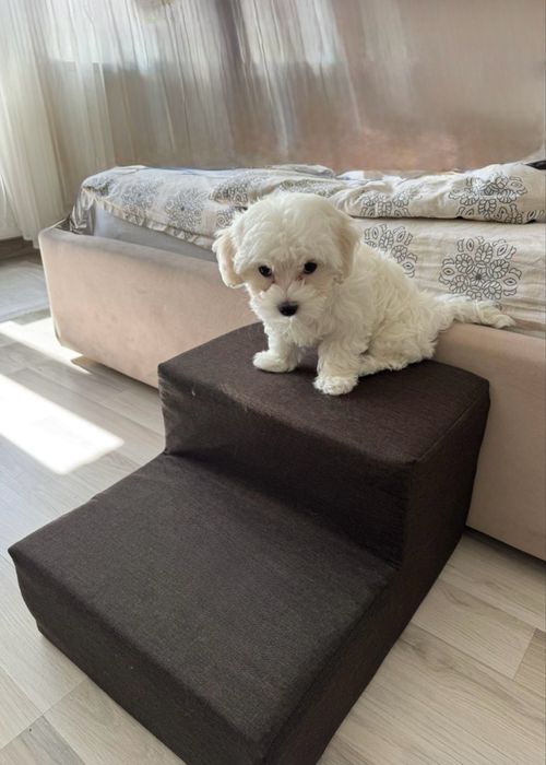 ‼️БілосНіжні Мальтипу\пудель