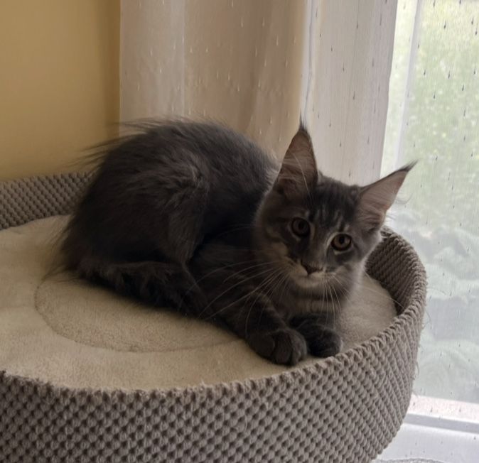 Śliczna niebieska pręgowana kotka Maine Coon