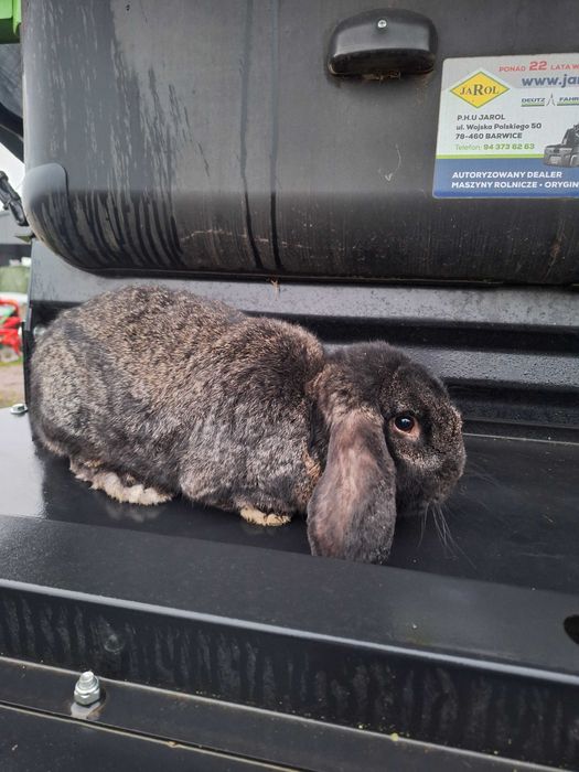 Królik Baran francuski samiec