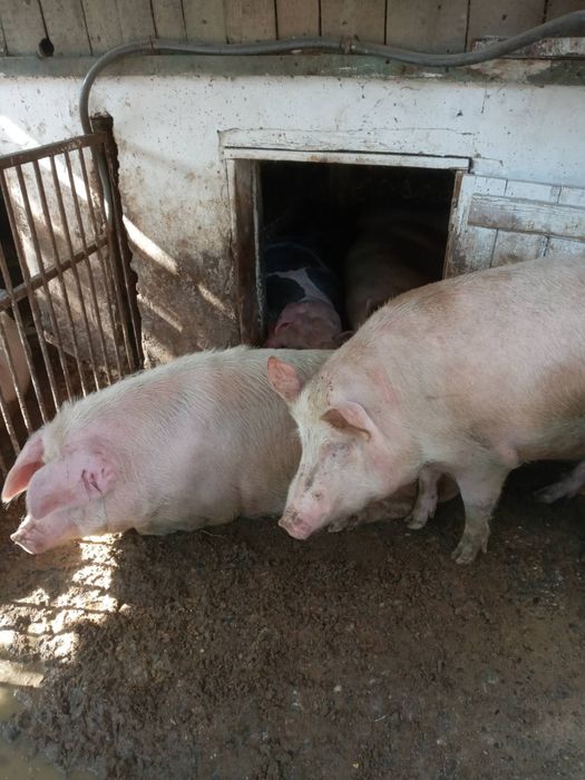 Продаж свиней,в и.Хуст