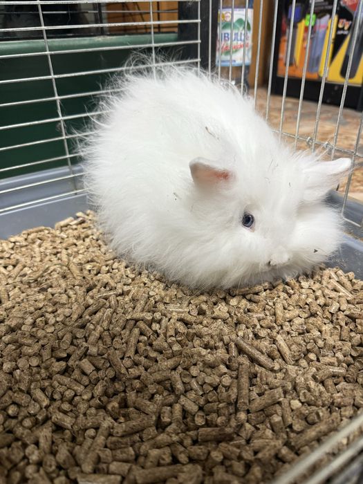 Декоративні карликові кролики, клітки, корм