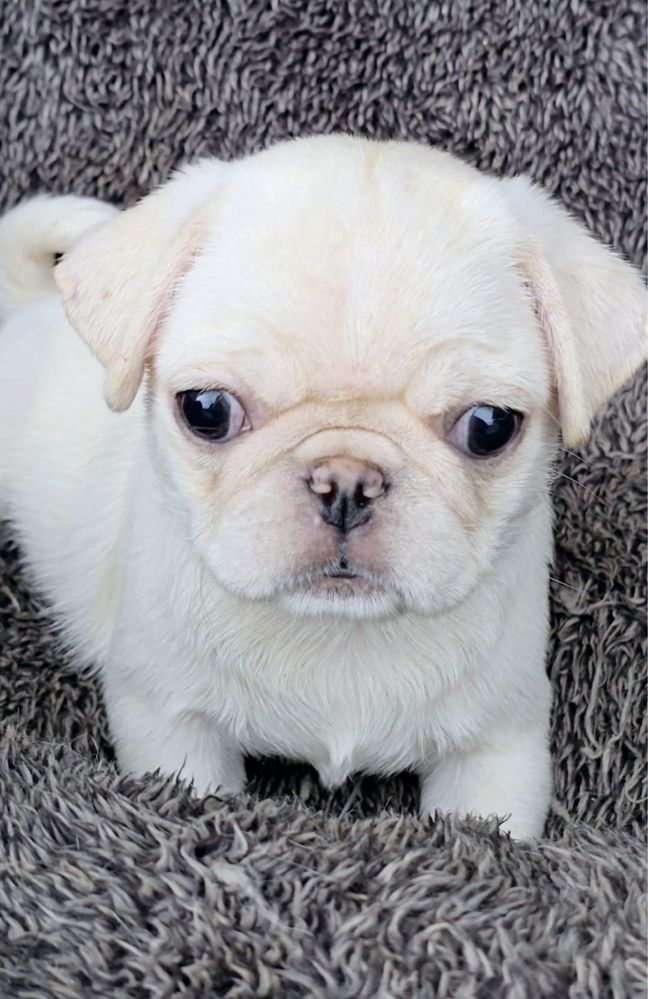 Pug Branco Femea 2 meses