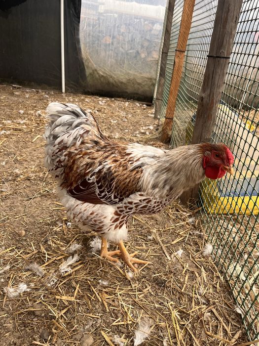 Koguty Wyandotte wielbłądziej.