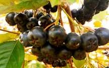 Aronia Darmowa Dostawa Polski SUPERFOOD Idealna na soki przetwory