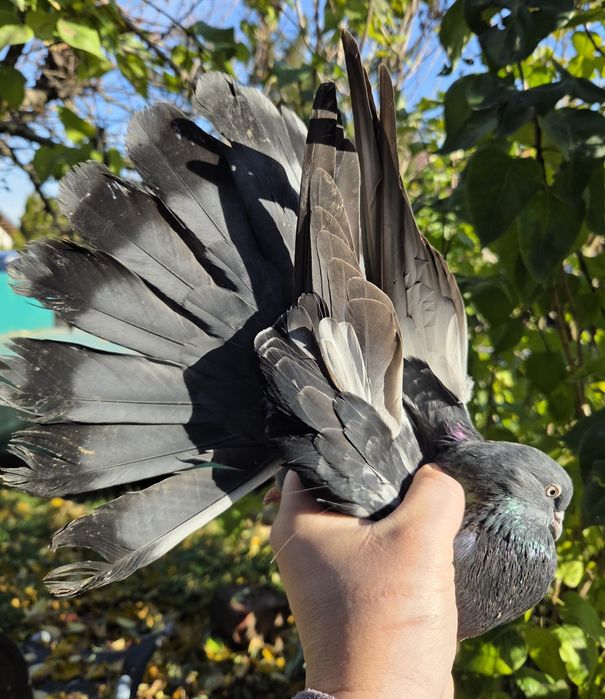 Mikołajewskie samce 2025