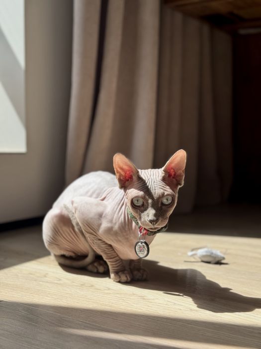 Канадський сфінкс