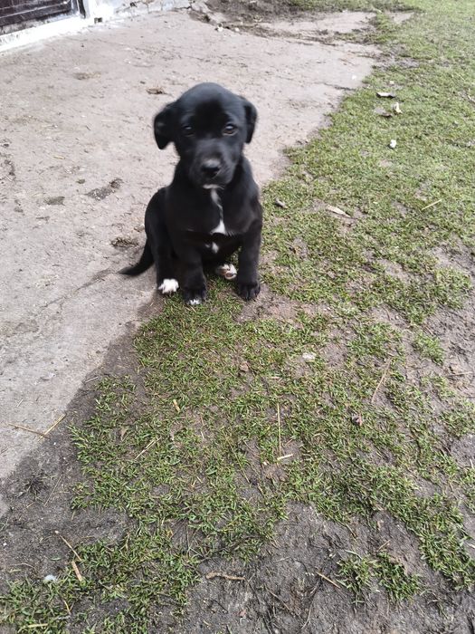 Oddam małą suczkę. Samodzielna