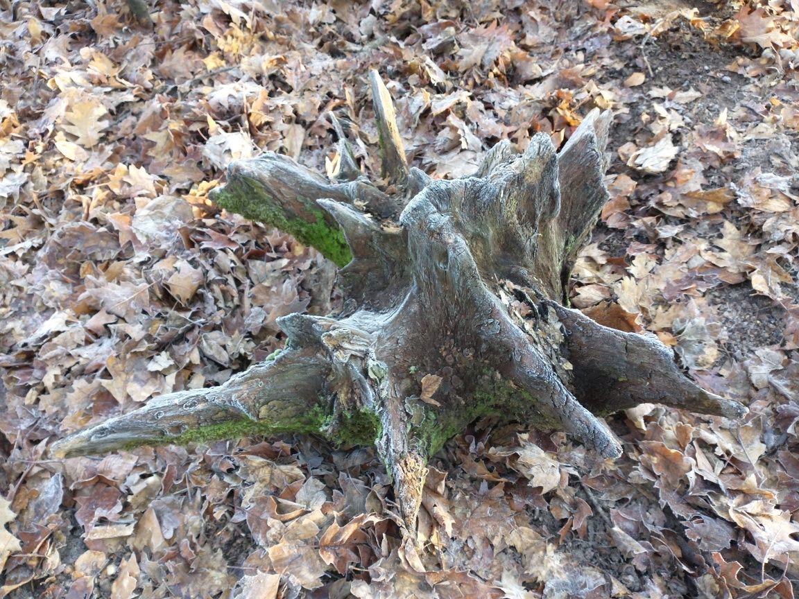 Korzeń dębowy naturalny