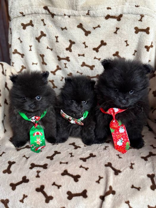 Чорні та кремові цуценята шпіц