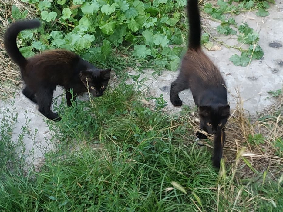 Два кошиня , два хлопчика