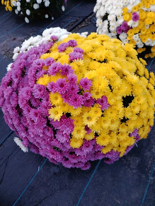 Chryzantemy drobnokwiatowe i wielkokwiatowe