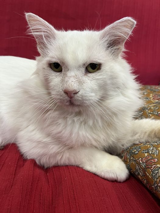 Snow procura uma família para a vida