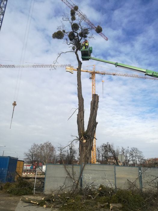 Prace w ogrodzie, cięcie drzew i krzewów.Trawniki,Ogrod od A do Z.f-va