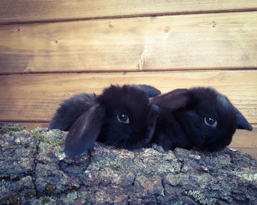 Królik karzełek baranek mini lop czarna perła