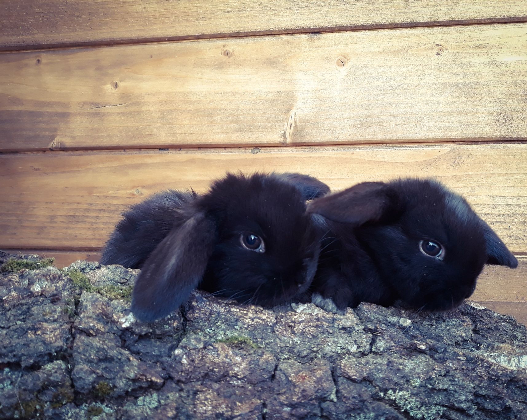 Królik karzełek baranek mini lop czarna perła