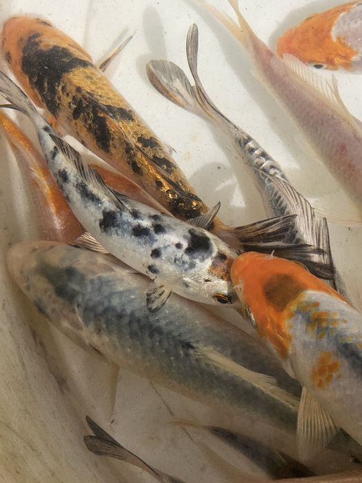 Karp koi narybek kroczek ryby ozdobne