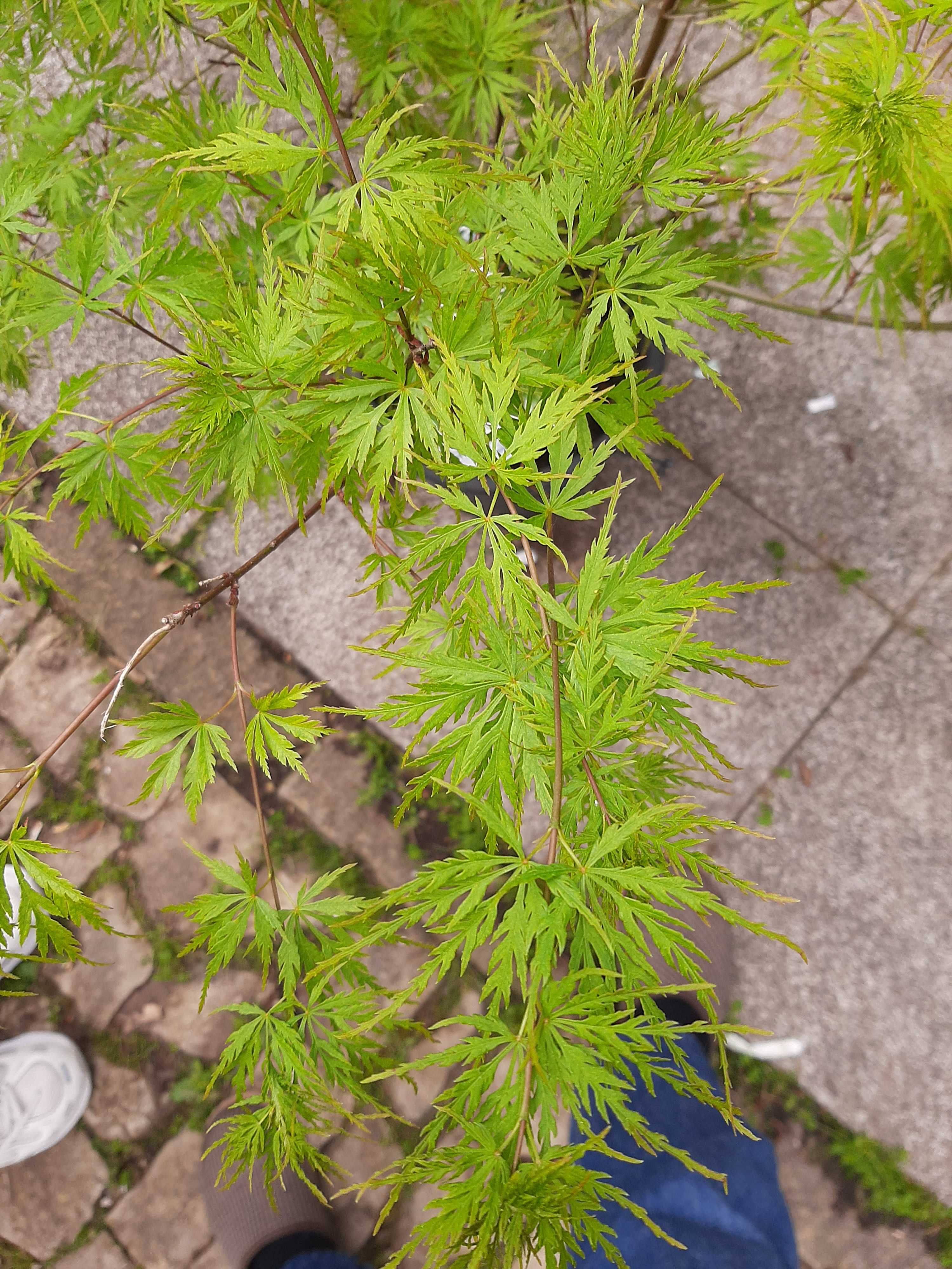 Acer  bordo japonês