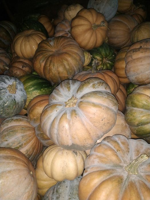 Трактор Т-16 на доках